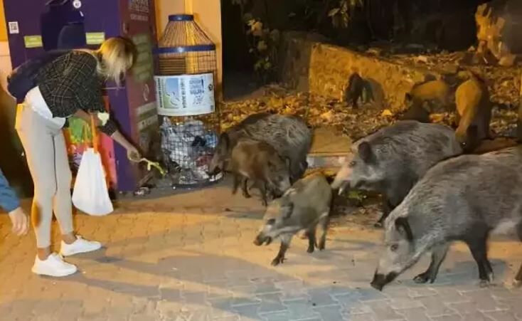 Fethiye’deki “Yaban Domuzu Sürek Avı” Kararına Tepki