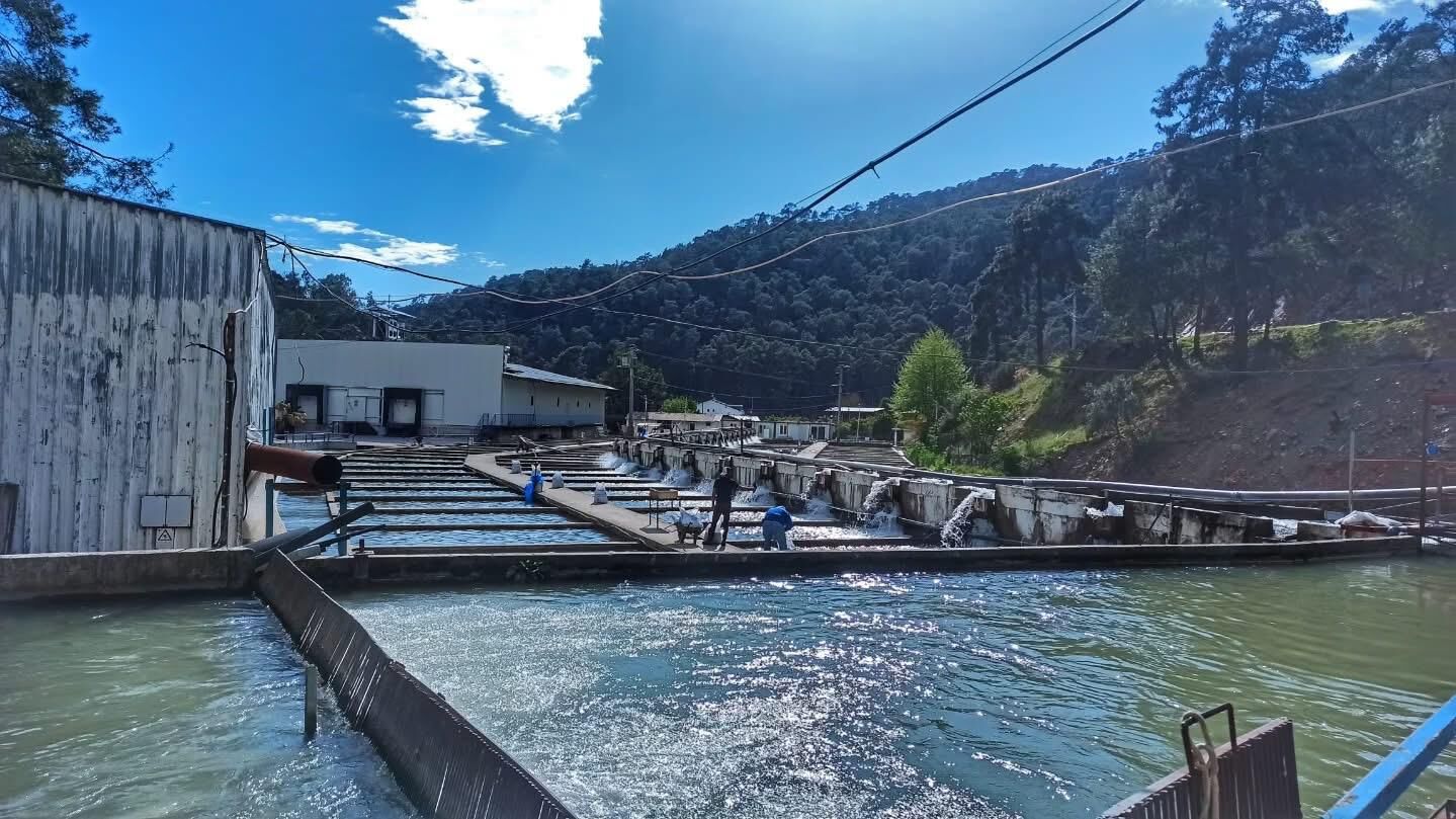 Fethiye’den Hollanda’ya Gönderilecek Alabalıklar Denetlendi
