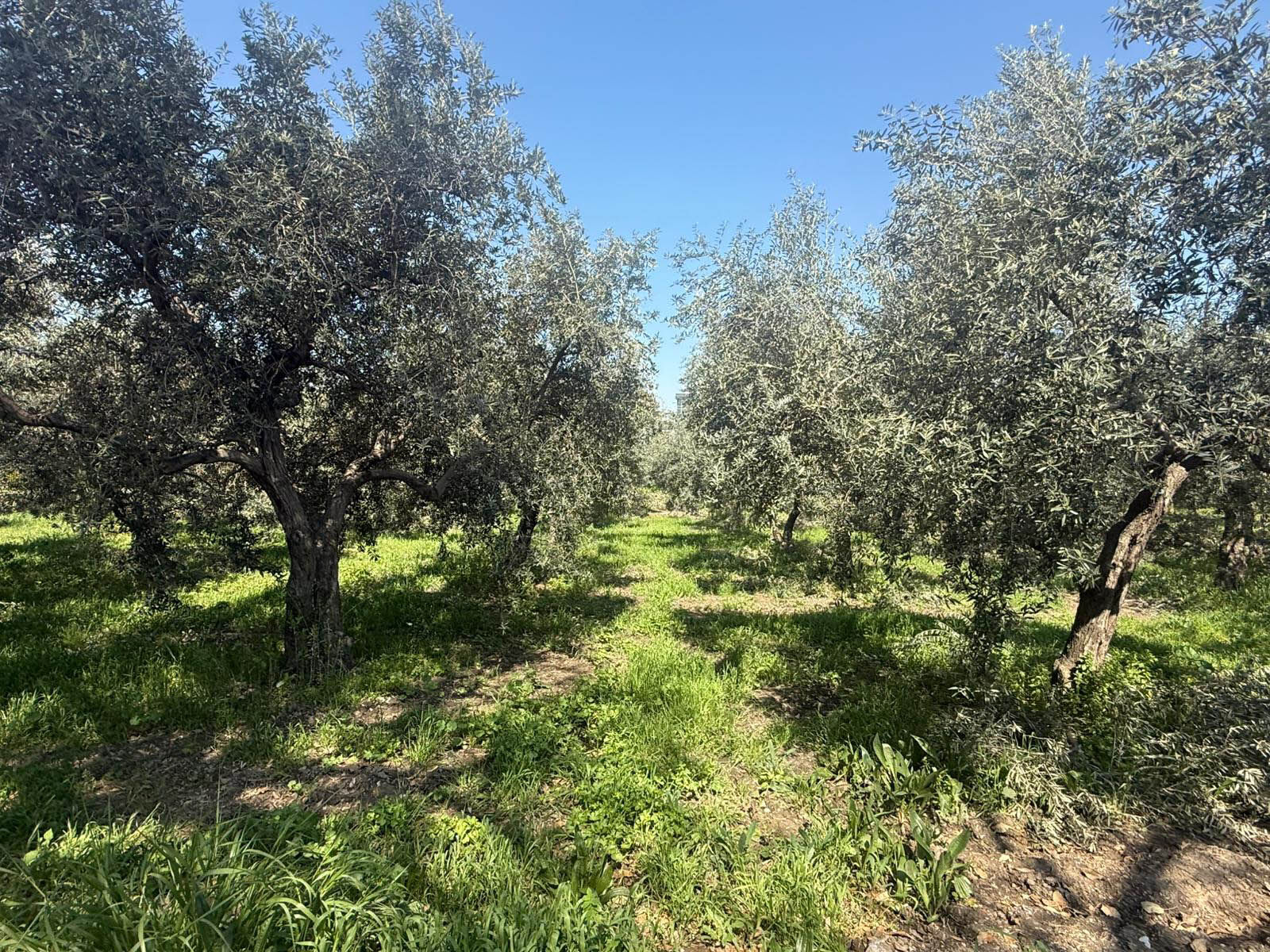 FTSO’dan ‘Fethiye Zeytinyağı’ İçin Coğrafi İşaret Adımı