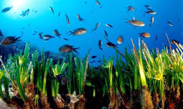 Göcek Koylarındaki Tekneler, Çapa Yerine Mapa-Şamandıra Sistemine Geçiyor