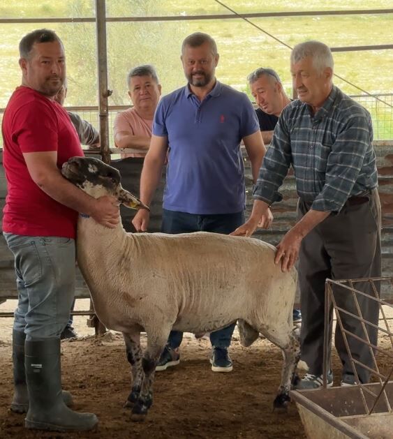 Karaca Kurbanlıkta Kurbanlıklar Satışta