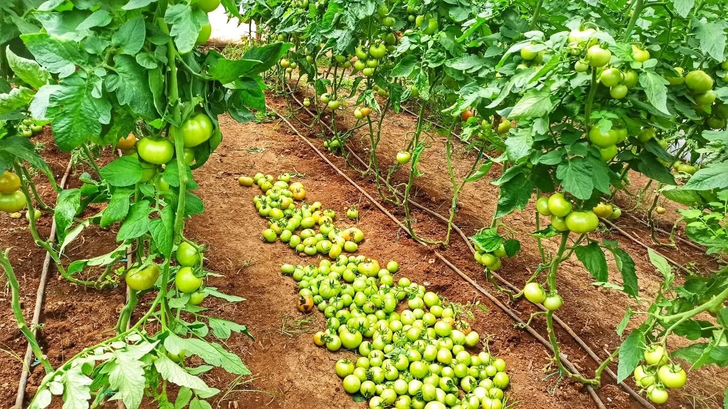 Karaçulha’da Seralara Domuz Saldırısı