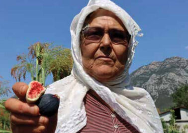 Fethiye'nin Siyah İncisi : Kaya İnciri 2025