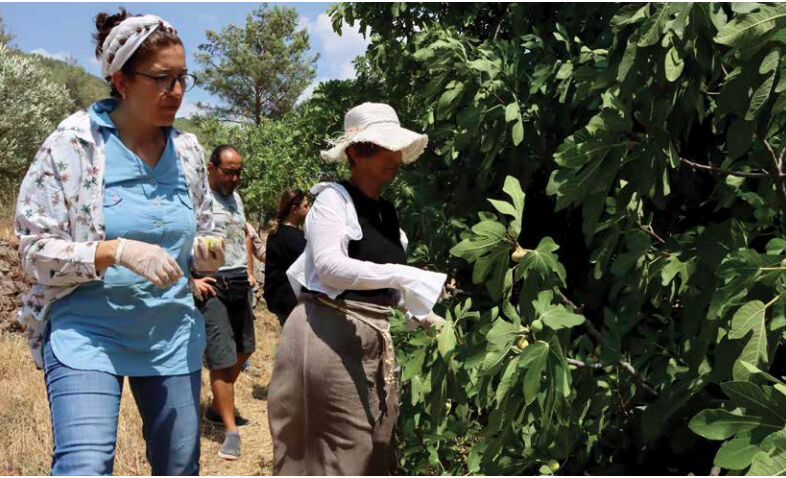 Fethiye'nin Siyah İncisi : Kaya İnciri 2025