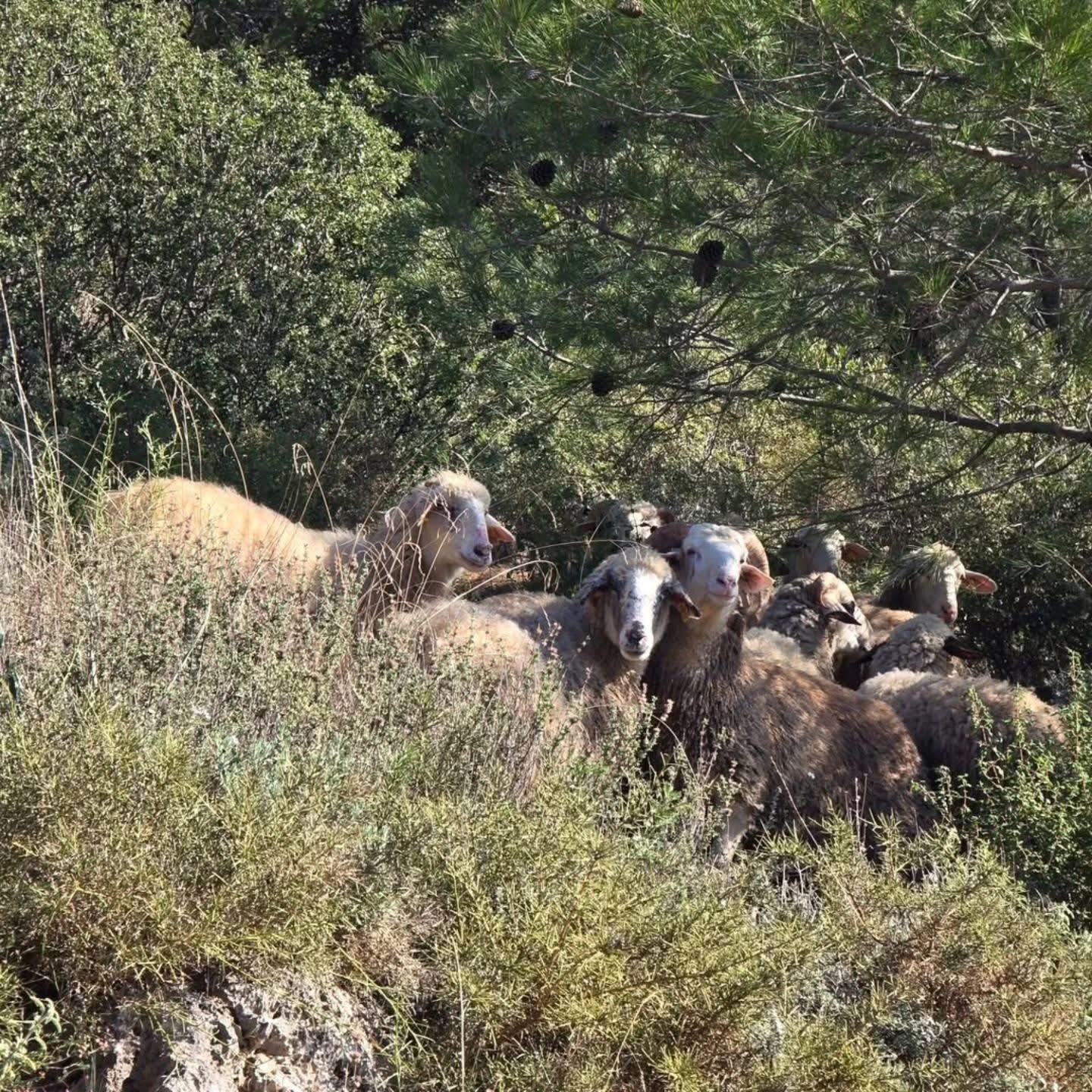 Kayaköy’de Kaybolan 20 Koyun Drone Destekli Arama İle Bulundu