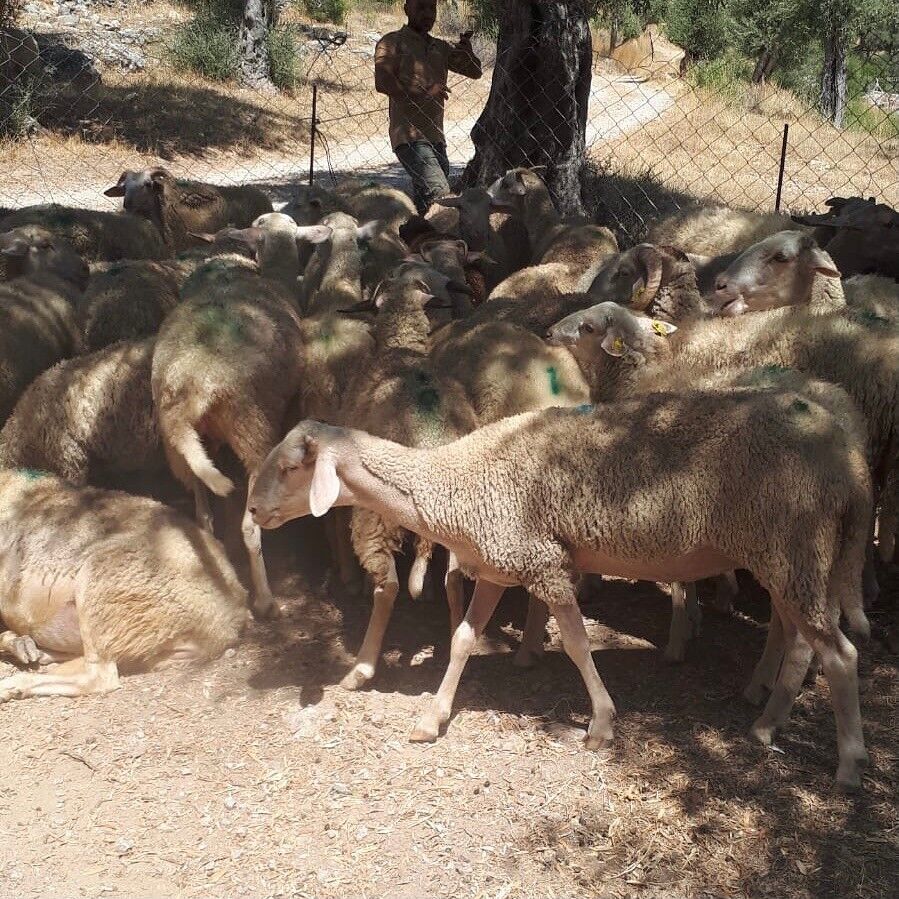 Küçükbaş Hayvan Zehirlenme Vakası: 30 Koyun Telef Oldu
