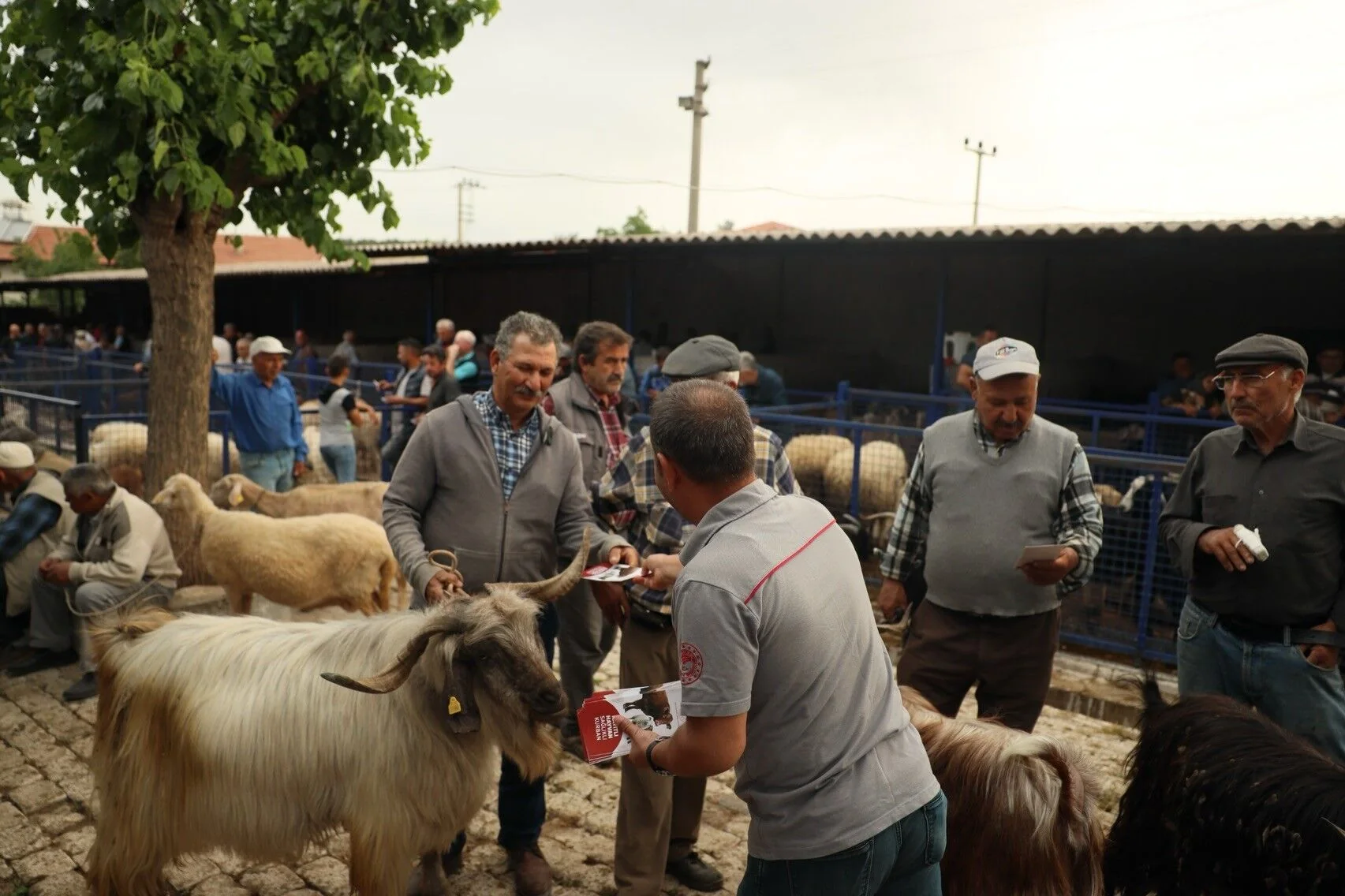 Kurban Pazarlarında Sıkı Denetim