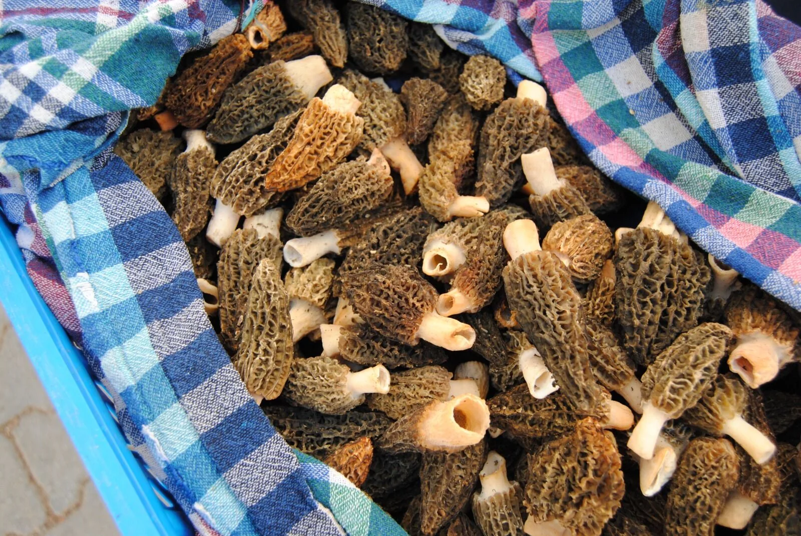 Kuzugöbeği Mantarının Kilosu 2 Bin 500 TL