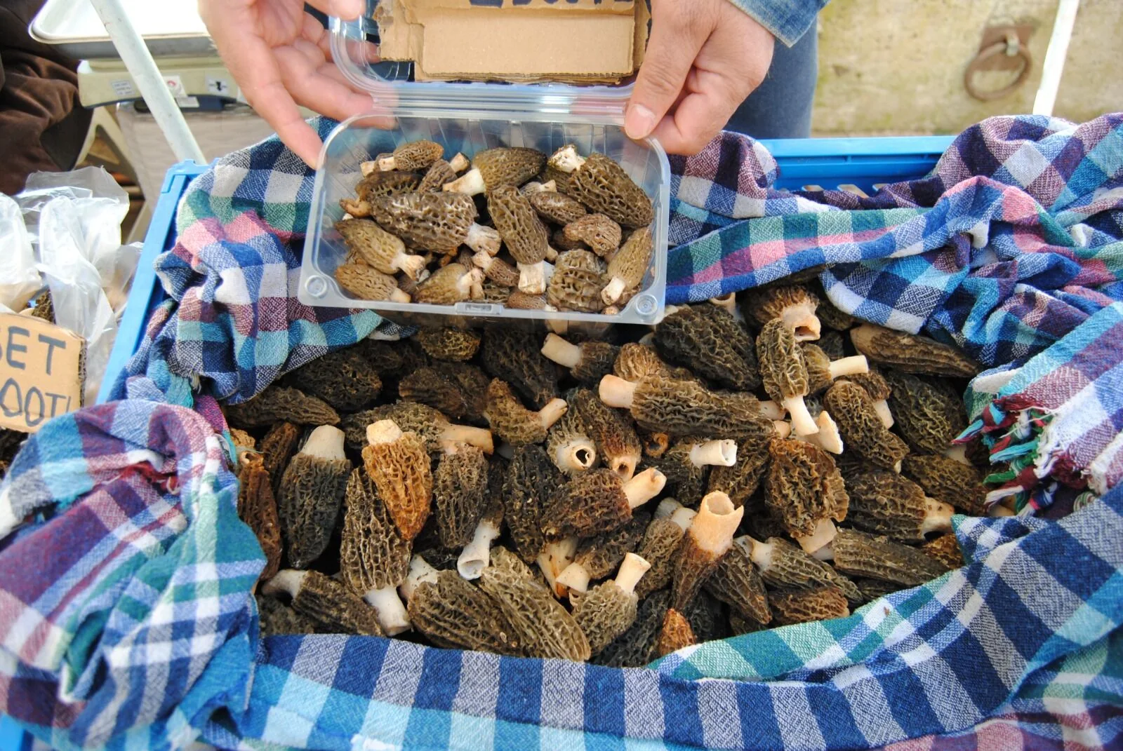 Kuzugöbeği Mantarının Kilosu 2 Bin 500 TL