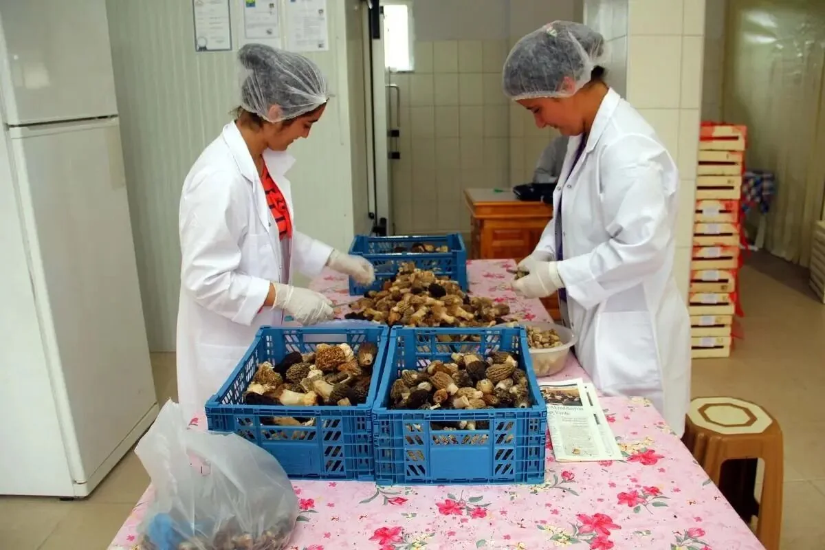 Kuzugöbeği Mantarının Kilosu 2 Bin 500 TL