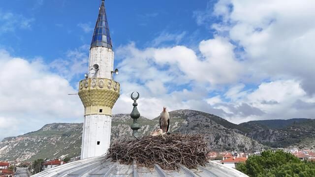 Leylekler, 12 Yıldır Aynı Caminin Minaresine Yuva Yapıyorlar
