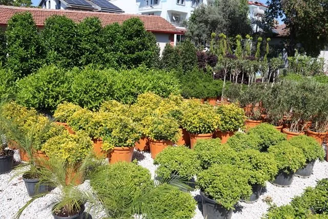 Meşe Peyzaj Fethiye Şubesi Hizmete Başladı