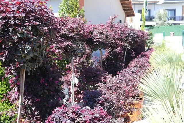 Meşe Peyzaj Fethiye Şubesi Hizmete Başladı