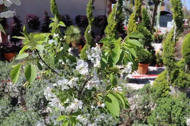 Meşe Peyzaj Fethiye Şubesi Hizmete Başladı