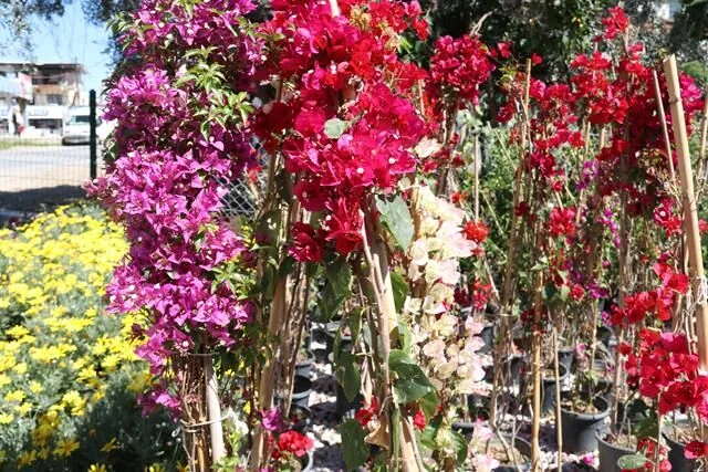 Meşe Peyzaj Fethiye Şubesi Hizmete Başladı