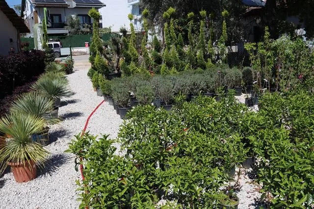 Meşe Peyzaj Fethiye Şubesi Hizmete Başladı