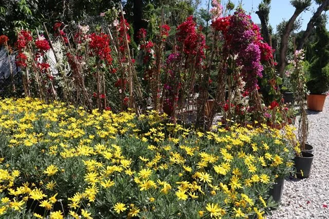 Meşe Peyzaj Fethiye Şubesi Hizmete Başladı