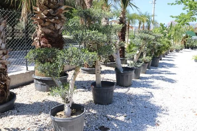 Meşe Peyzaj Fethiye Şubesi Hizmete Başladı