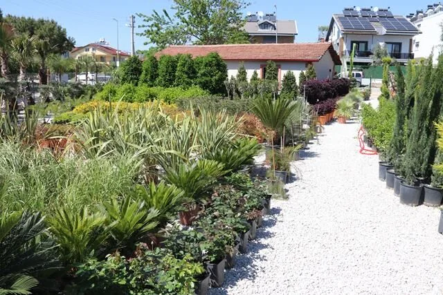 Meşe Peyzaj Fethiye Şubesi Hizmete Başladı