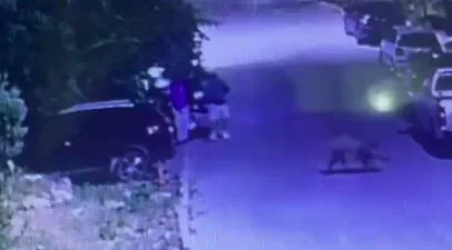 Motosiklet Parçasını Çalarken Yaban Domuzları Ortaya Çıktı
