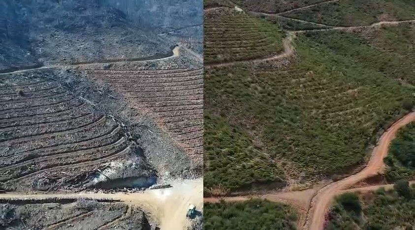 Muğla’da Büyük Yangınların 5. Yılında Yanan Alanlar Yeşil Örtüsüne Kavuştu