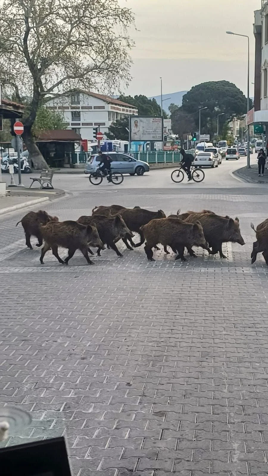 Muğla’da Yaban Domuzu Kuyruğu Getirene 5 Kurşun Verilecek