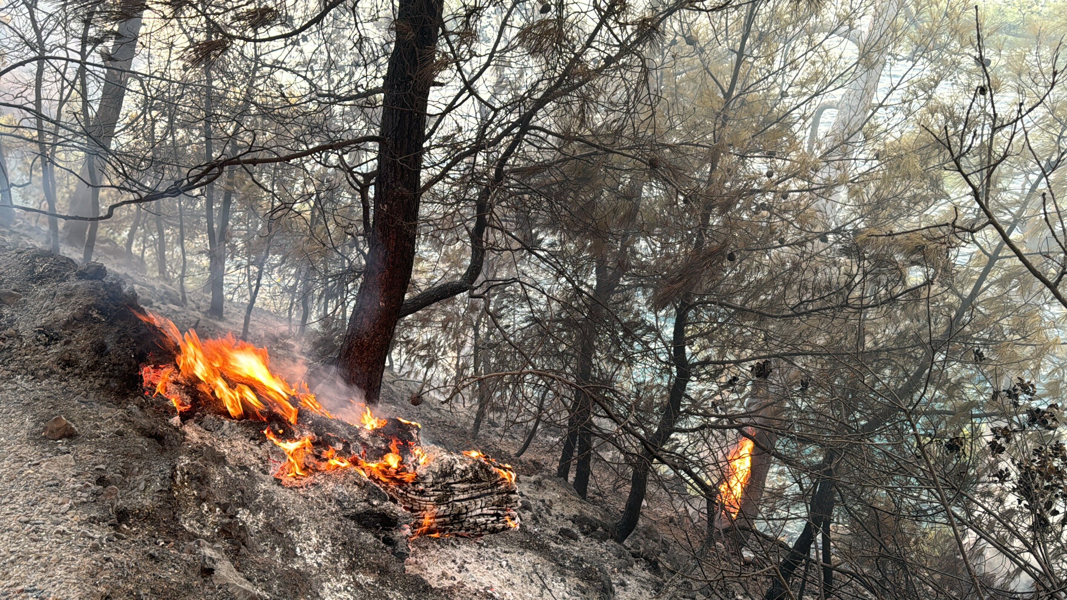 Muğla’yı Orman Yangınları Esir Aldı
