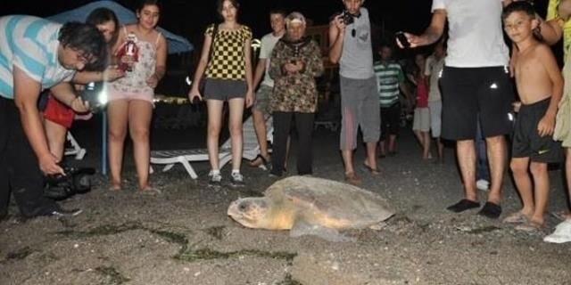 Ömrünü Caretta Caretta Ve Kuşlara Adadı