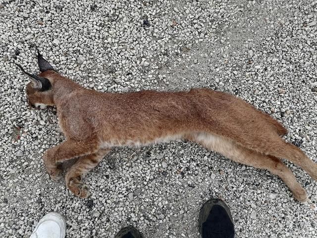 Seydikemer’de Araç Çarpması Sonucu “Karakulak” Öldü