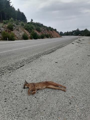 Seydikemer’de Araç Çarpması Sonucu “Karakulak” Öldü