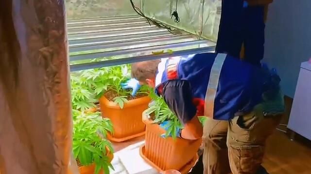 Torbacı Operasyonunda 43 Tutuklama