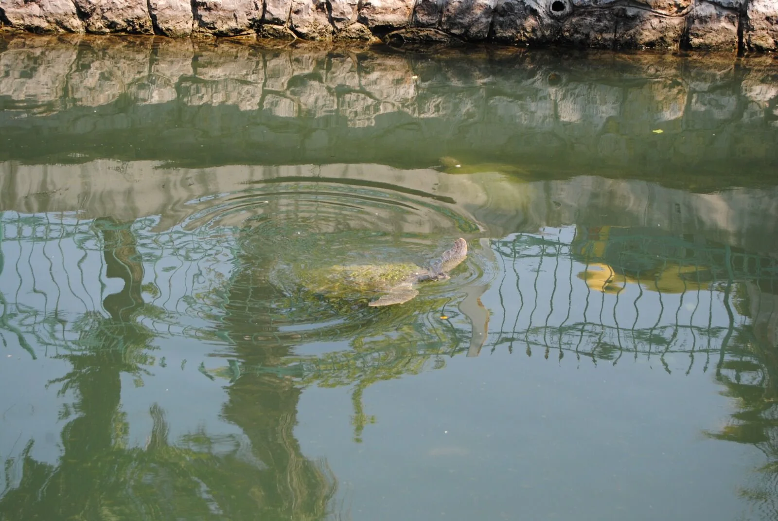 Turistlerin Caretta Caretta İlgisi