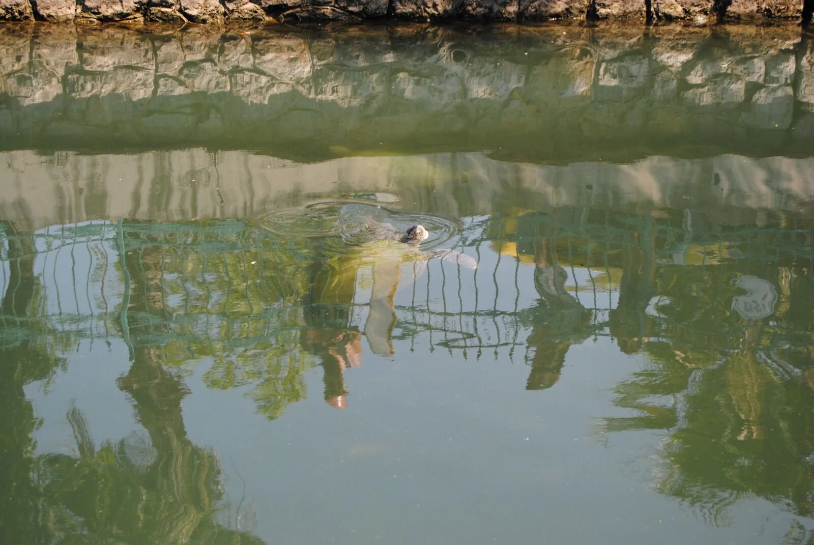 Turistlerin Caretta Caretta İlgisi