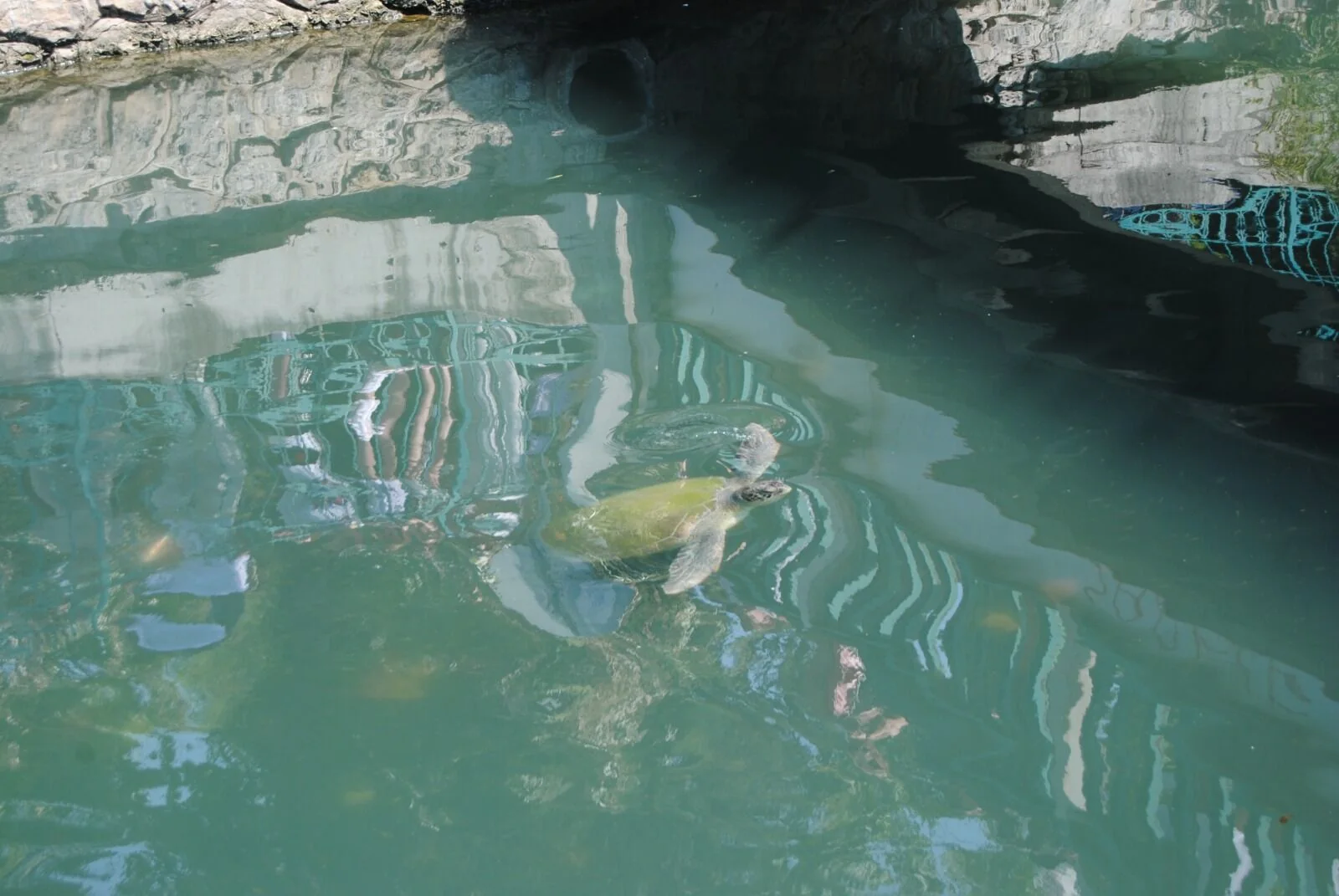 Turistlerin Caretta Caretta İlgisi