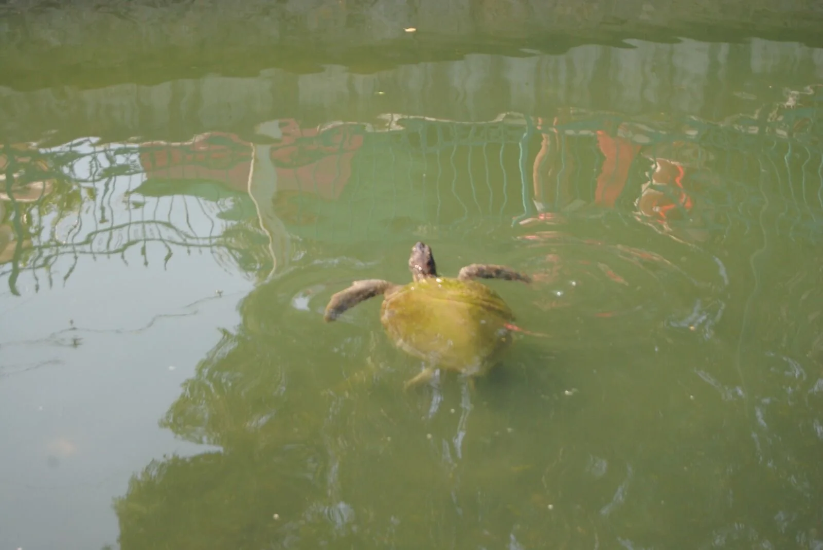 Turistlerin Caretta Caretta İlgisi