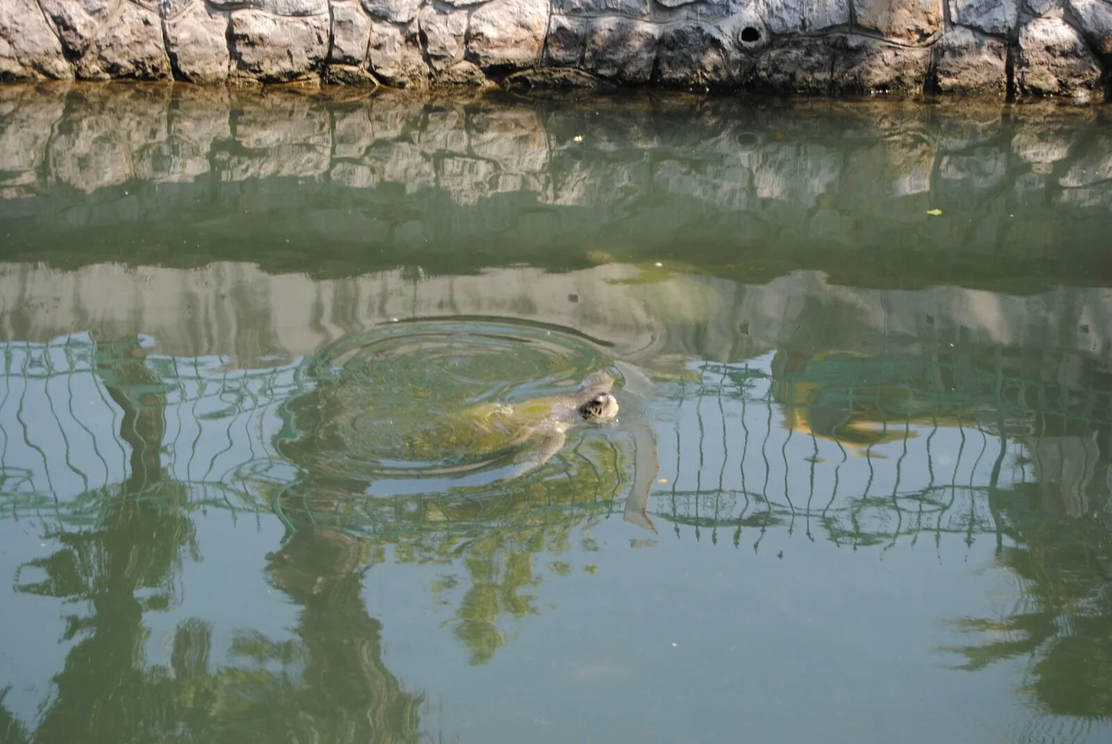 Turistlerin Caretta Caretta İlgisi