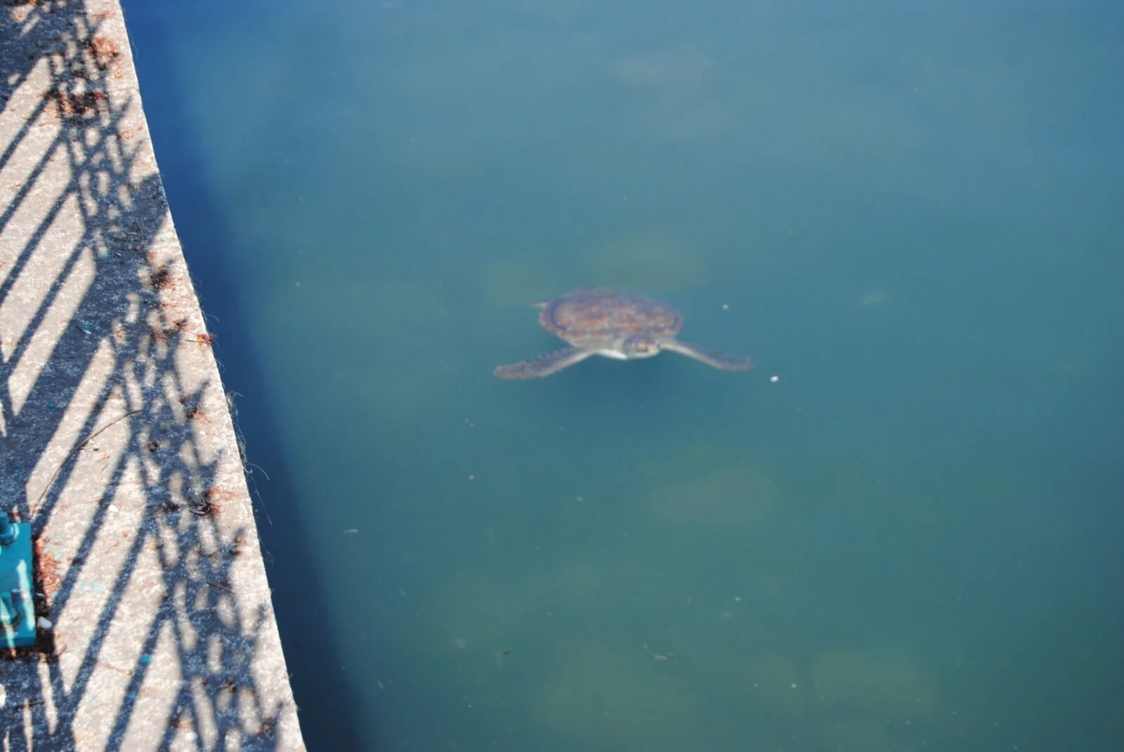 Turistlerin Caretta Caretta İlgisi