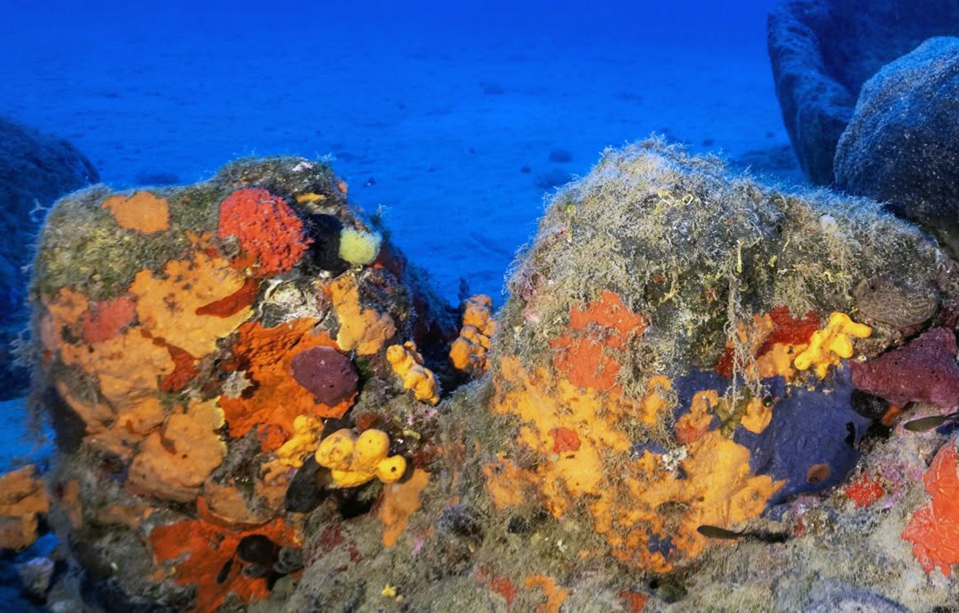 Türkiye'nin İlk Deniz Milli Parkı Fethiye-Kaş Ve Kuzey Ege Sınırlarında