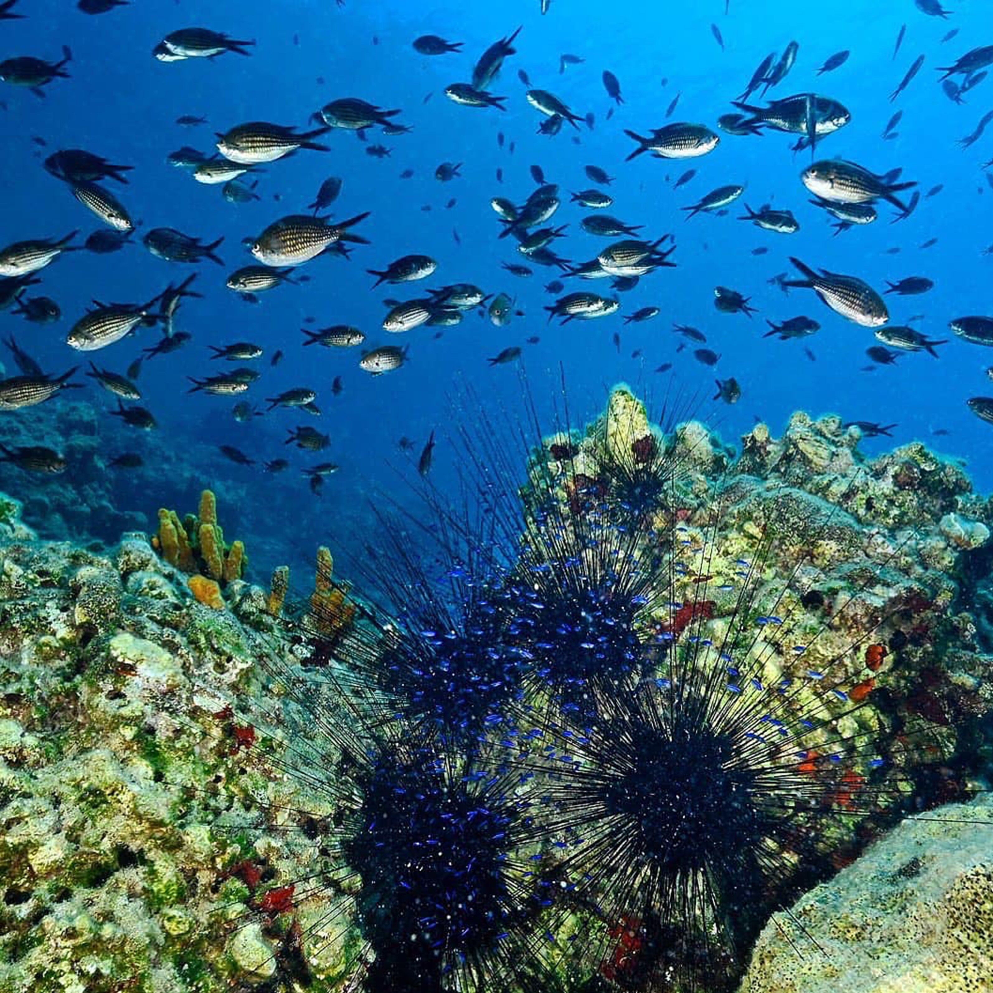 Türkiye'nin İlk Deniz Milli Parkı Fethiye-Kaş Ve Kuzey Ege Sınırlarında