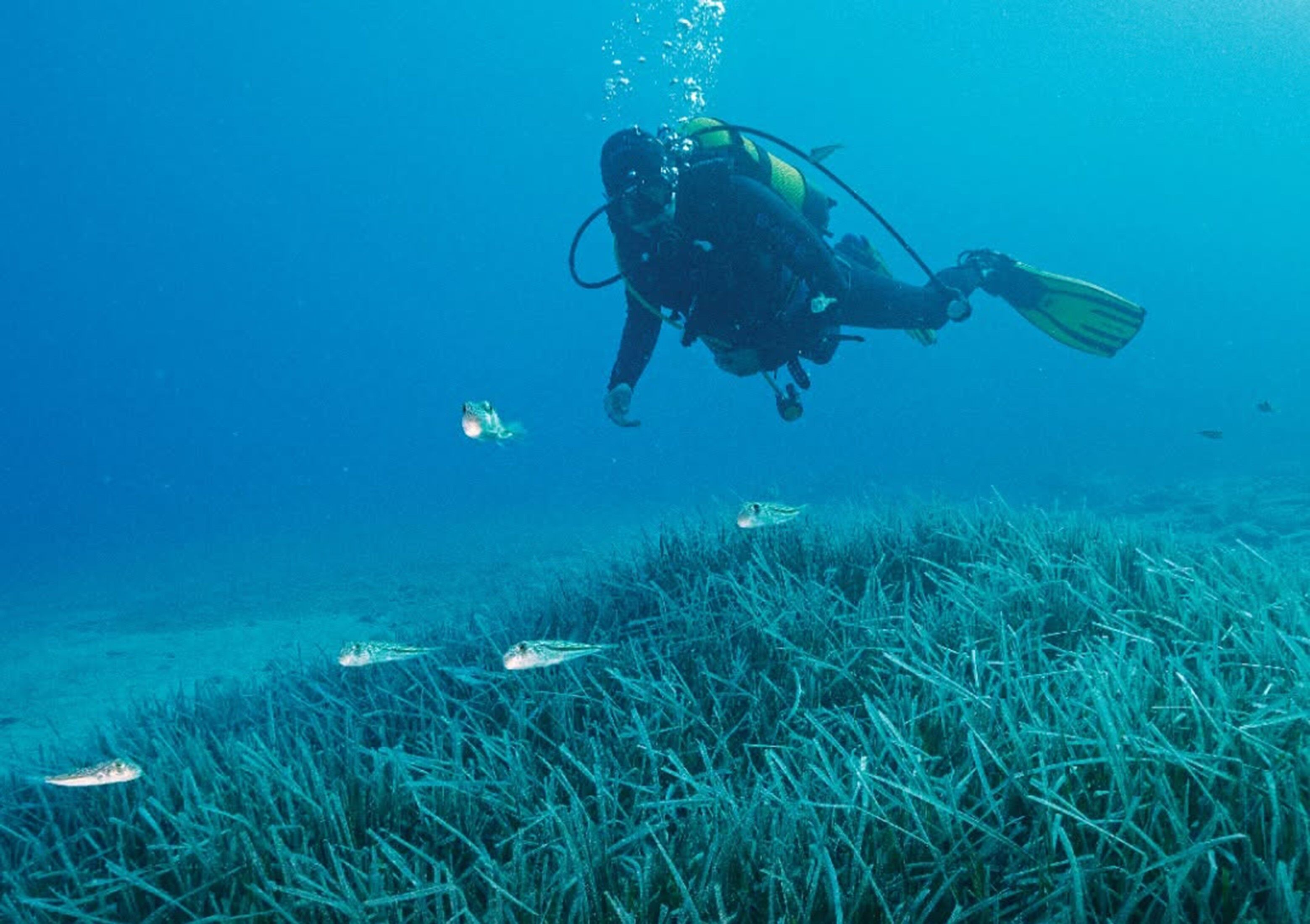 Türkiye'nin İlk Deniz Milli Parkı Fethiye-Kaş Ve Kuzey Ege Sınırlarında
