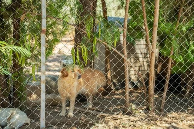 Türkiye’nin İlk VİP’i Hayvan Barınağı Projesi, Fethiye’de Hayata Geçecek