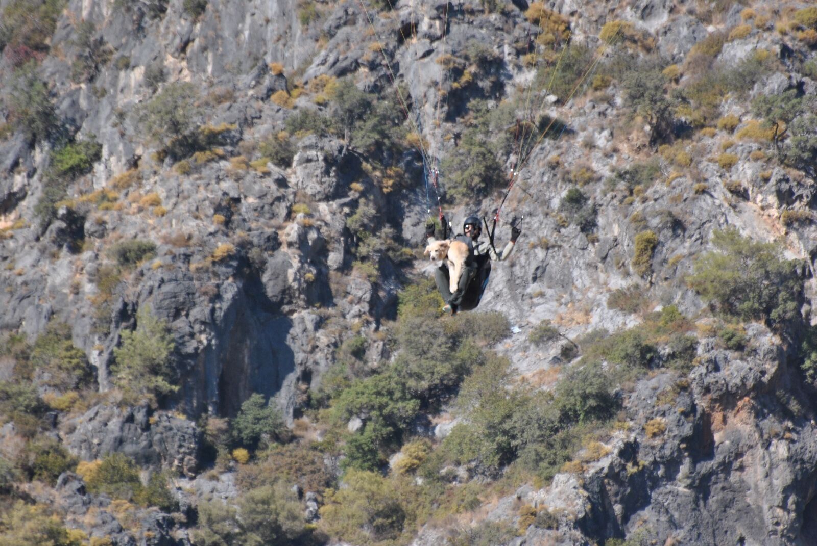 Ölüdeniz Hava Oyunları'nda ‘Badem’ İsimli Köpek De Uçtu