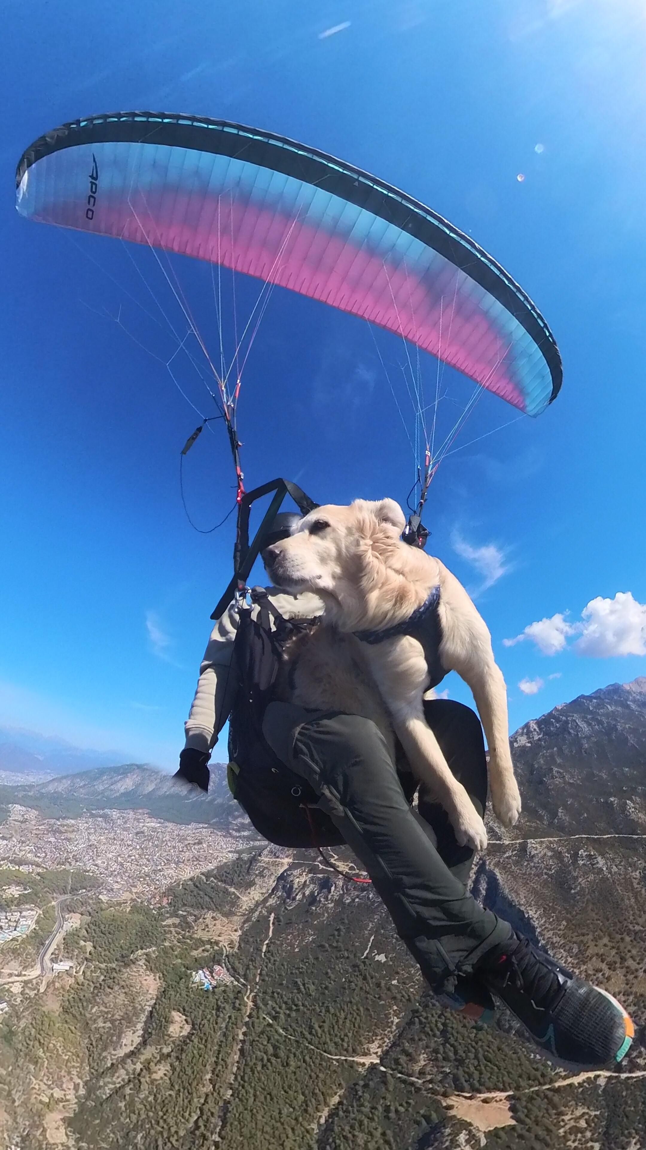 Ölüdeniz Hava Oyunları'nda ‘Badem’ İsimli Köpek De Uçtu
