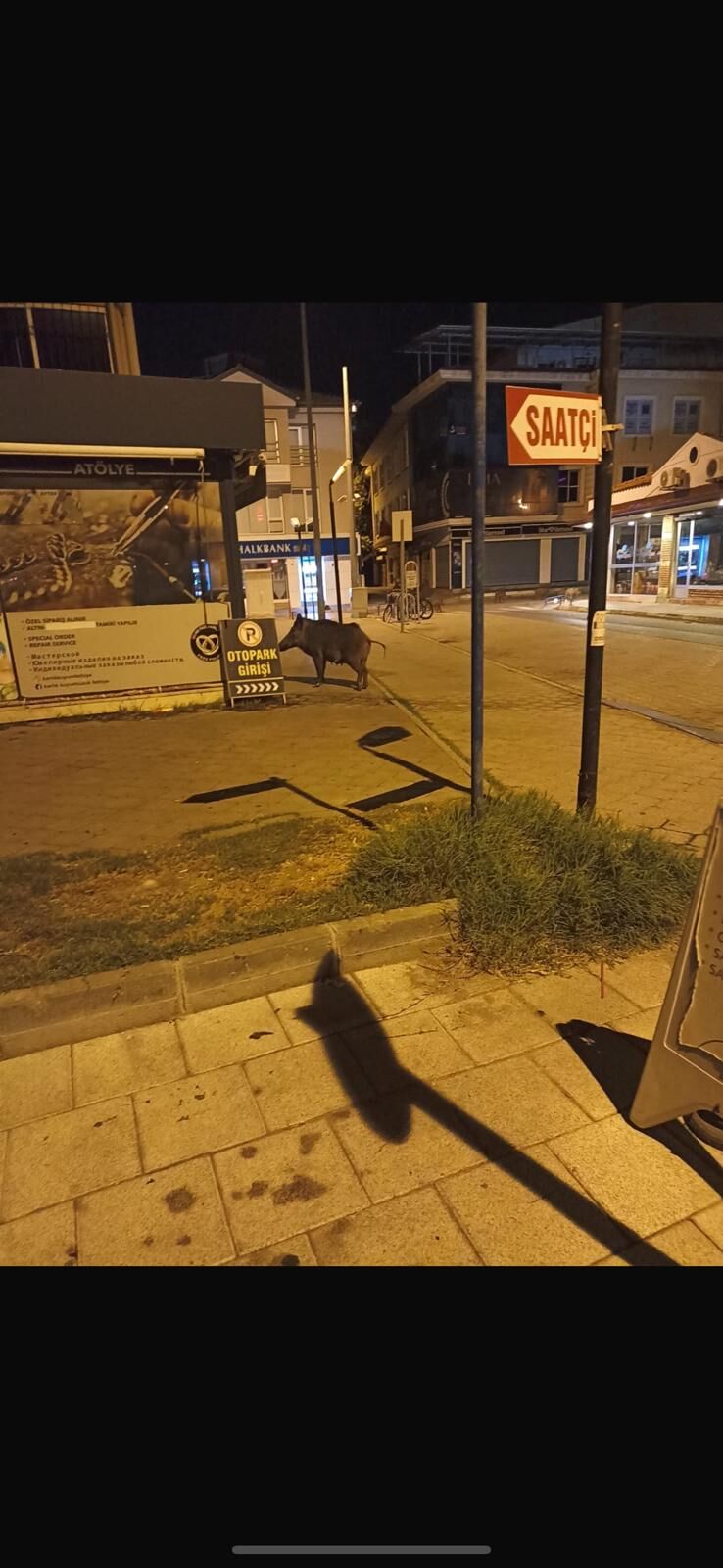 Domuz Sürüsü Fethiye Şehir Merkezinde