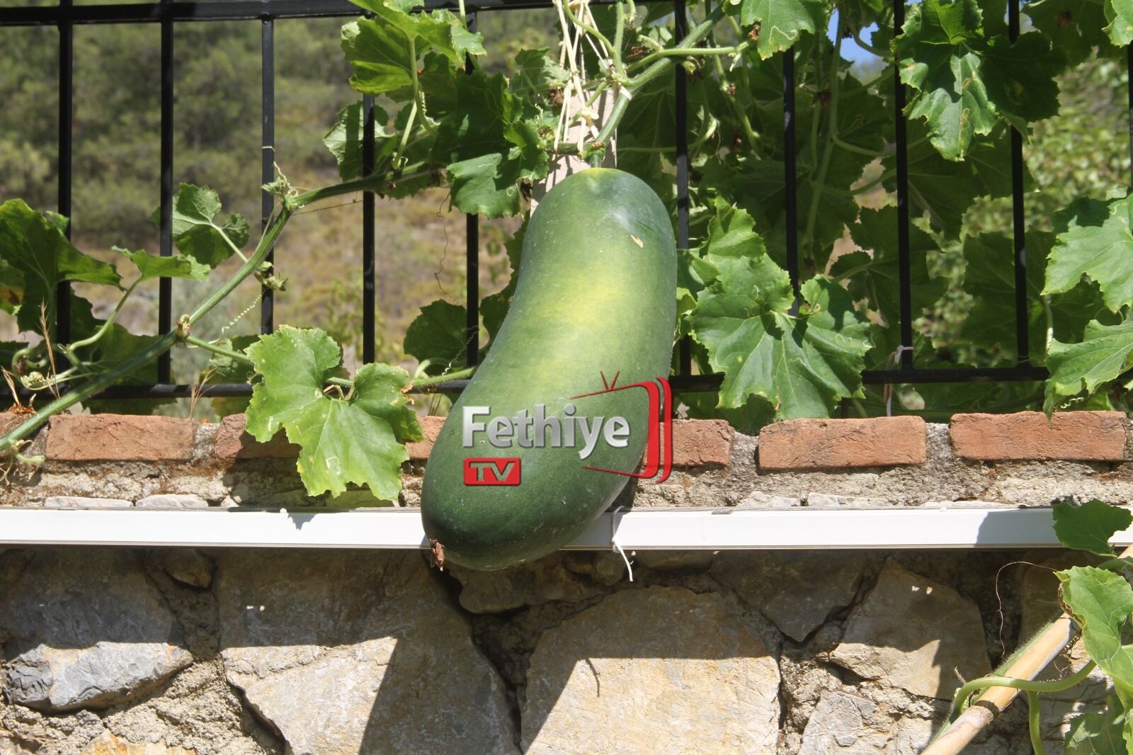 Fethiye Huzurevinde Dev Salatalık Yetiştirdi