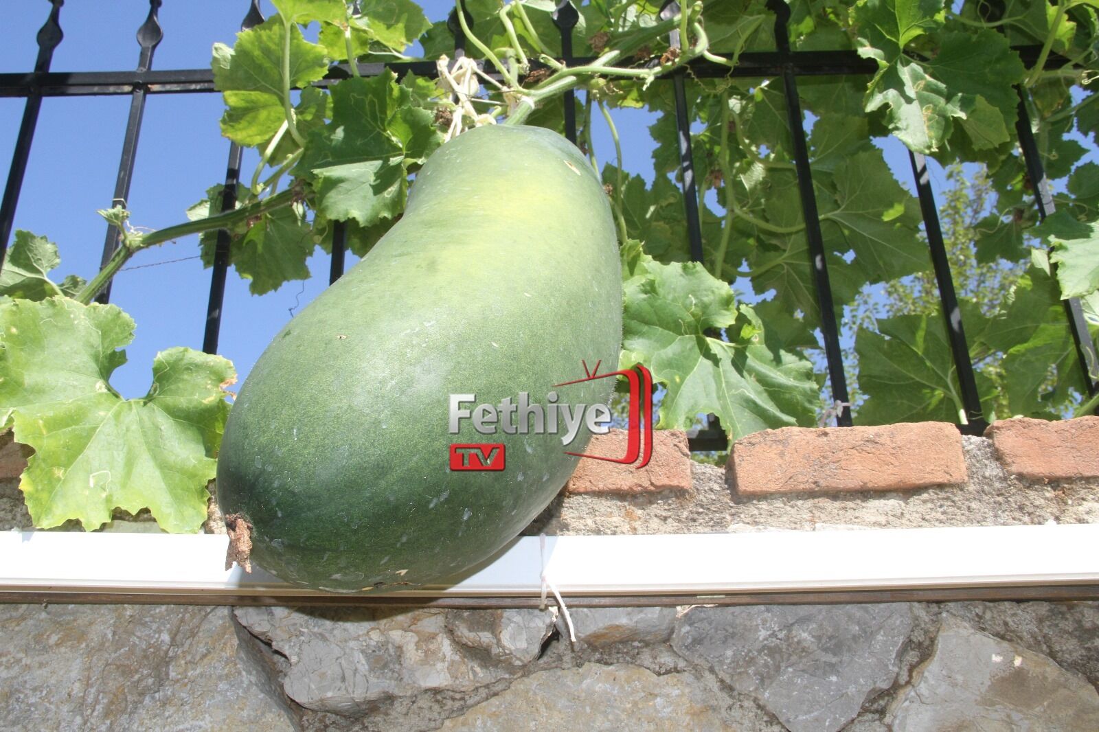 Fethiye Huzurevinde Dev Salatalık Yetiştirdi