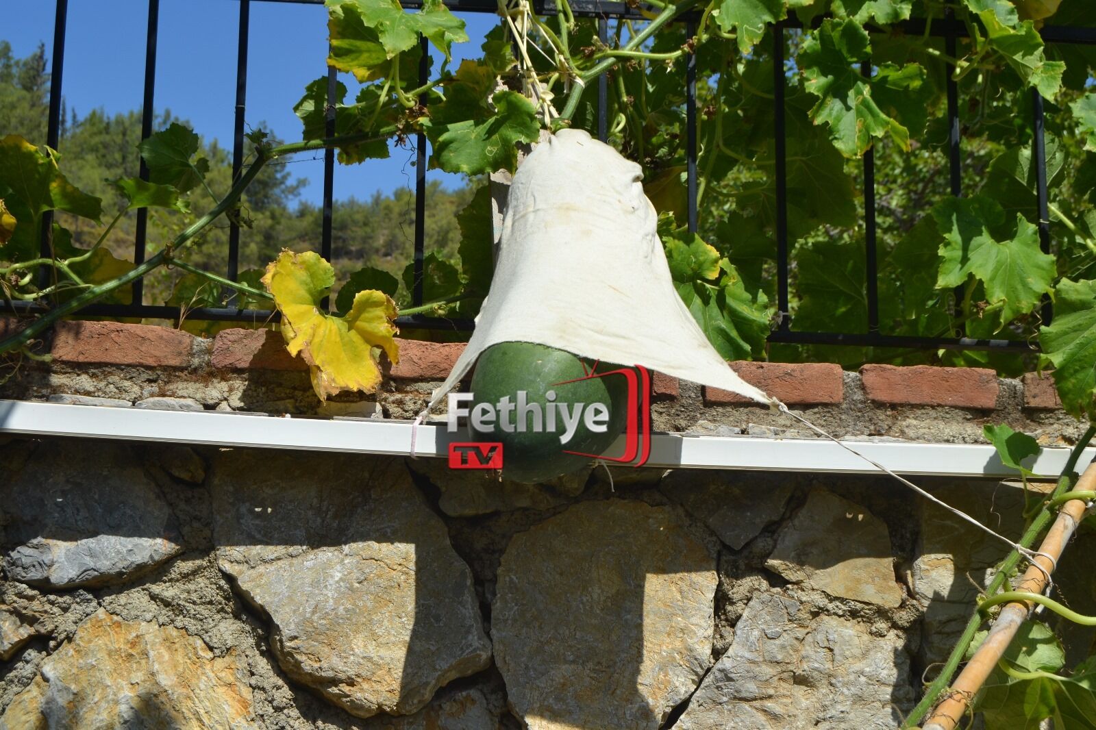 Fethiye Huzurevinde Dev Salatalık Yetiştirdi