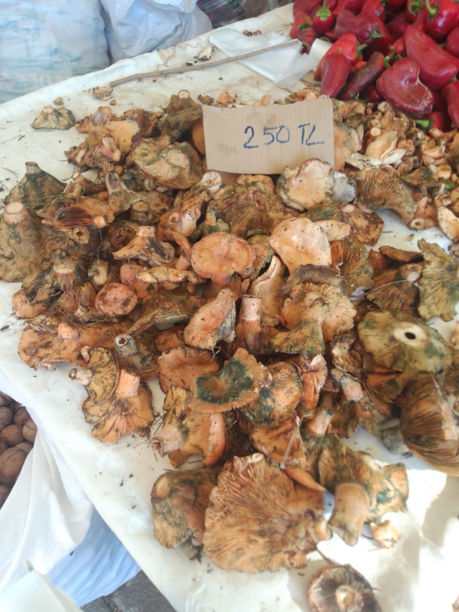 Fethiye’de Çıntar Satışları 250 TL’den Başladı