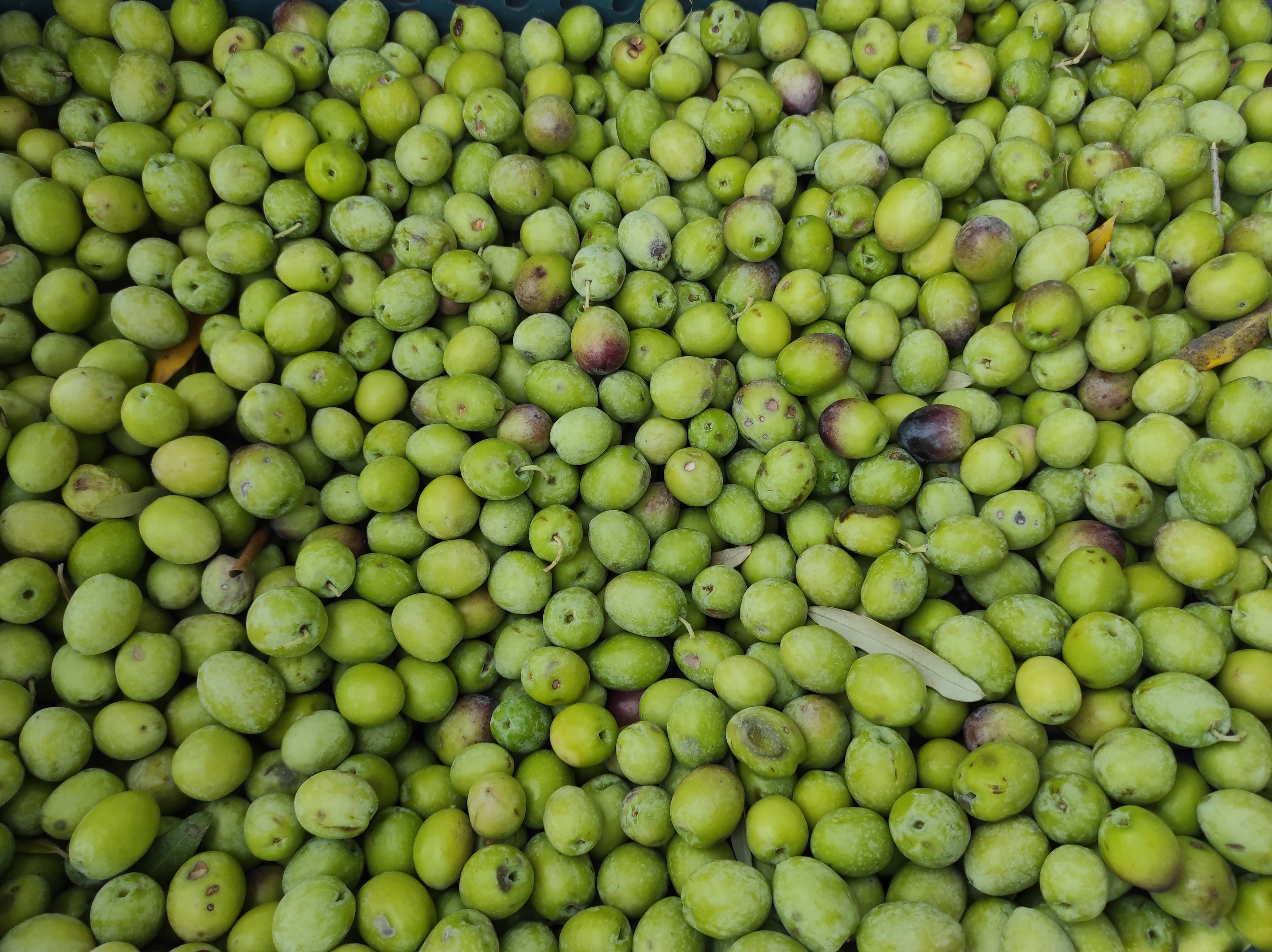 Fethiye’de Zeytin Hasadı Erken Başladı
