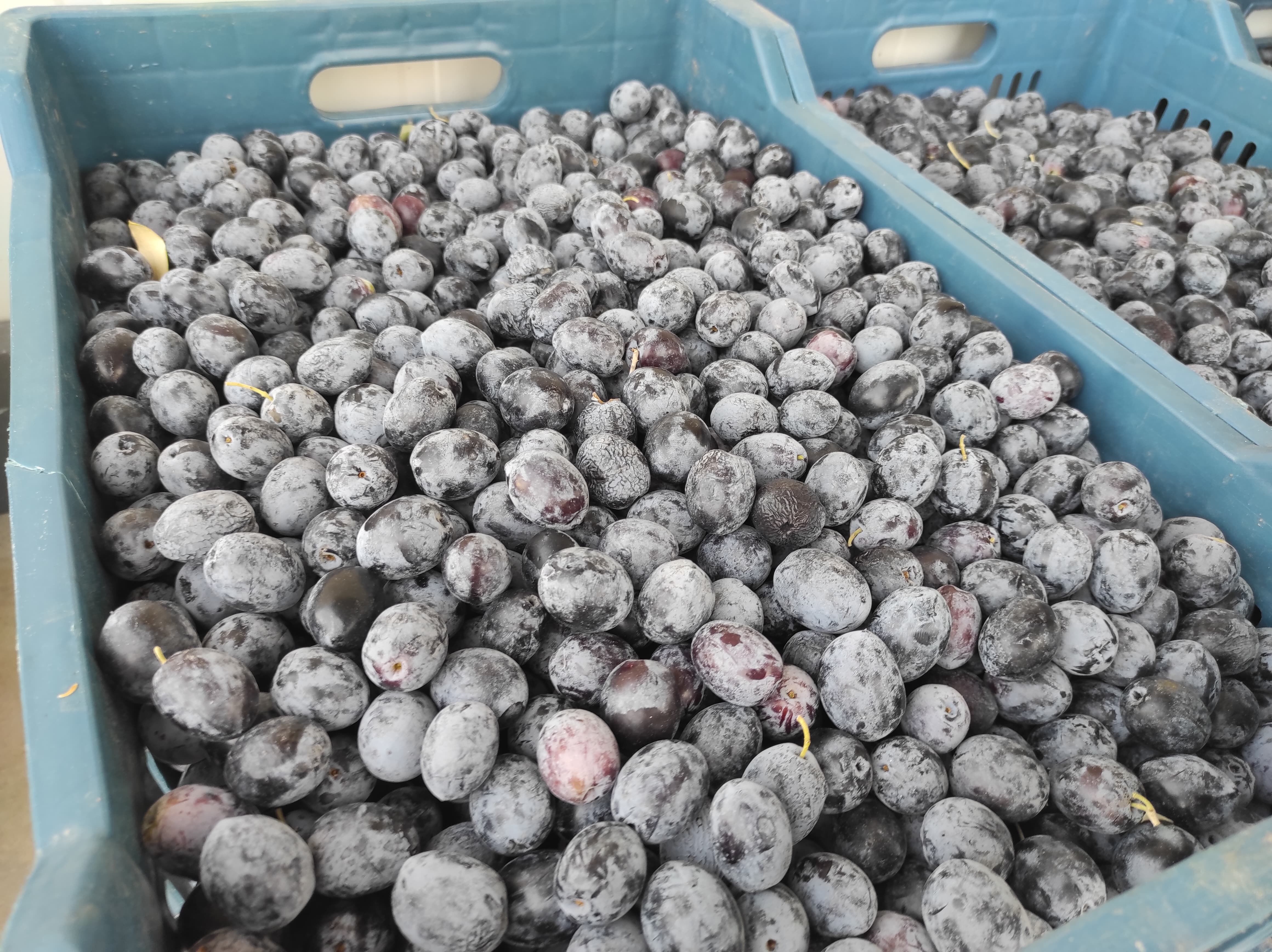 Fethiye’de Zeytin Hasadı Erken Başladı
